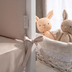 Perina Teddy Sateen Collection Sand - Baby bedding set - image 9 | Labebe